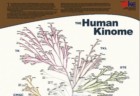 Kinome blog image