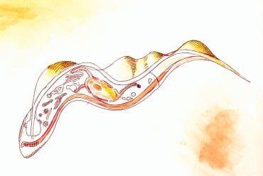 Tripanosoma gambiense