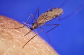 Anopheles gambiae, species of mosquito associated with sub-Saharan African Malaria transmission