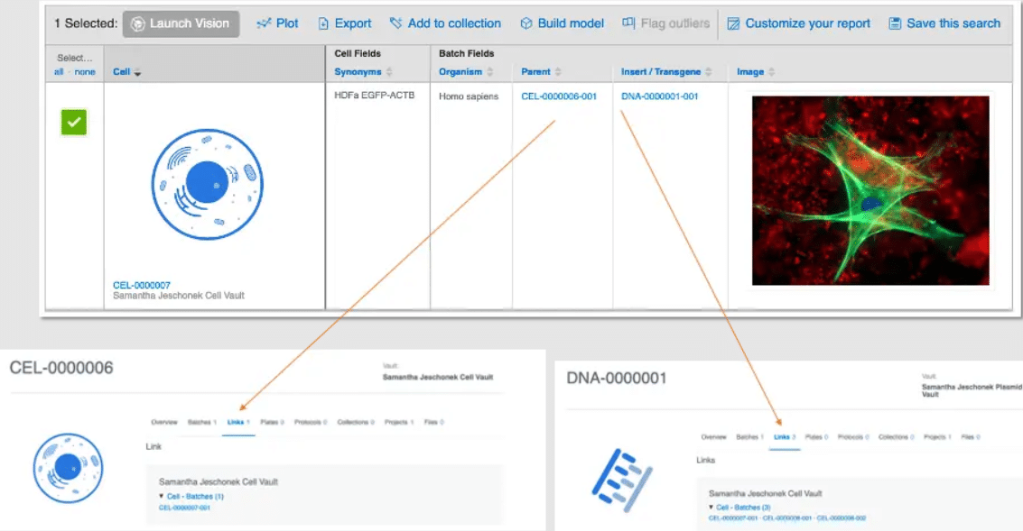 example of batch linking in cdd vault