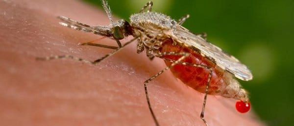 mosquito bite malaria