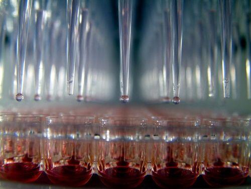 pipet tips over plate